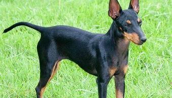 国产小型犬看家视频,萌态可掬看家瞬间大盘点