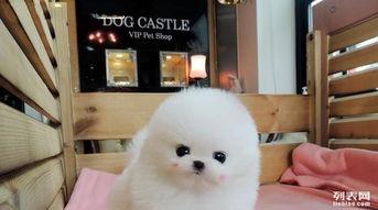 国产小型犬看家视频,萌态可掬看家瞬间大盘点